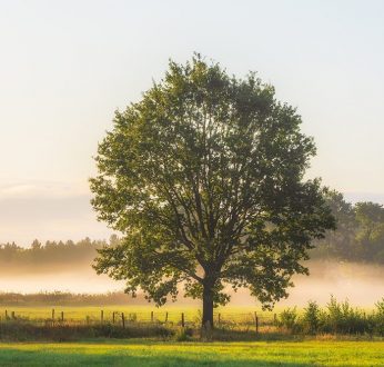 A beautiful shot of a big green leafed trees on a grassy field with a foggy background at daytime